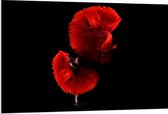 WallClassics - PVC Schuimplaat - Danser met Rode Jurk en Vis - 120x80 cm Foto op PVC Schuimplaat (Met Ophangsysteem)