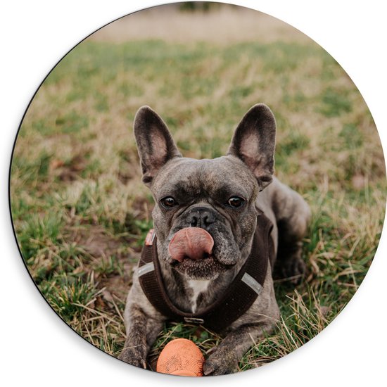 WallClassics - Dibond Muurcirkel - Spelende Hond in het Gras - 50x50 cm Foto op Aluminium Muurcirkel (met ophangsysteem)