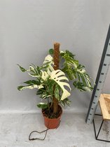 Monstera Albo Variegata - 2 Planten In De Pot 100cm↑ Potmaat Ø27cm Zeldzame Kamerplant