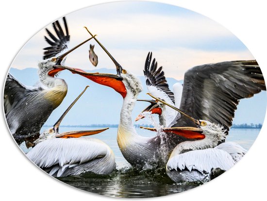 WallClassics - PVC Schuimplaat Ovaal - Pelikanen Vechten om een Vis - 80x60 cm Foto op Ovaal  (Met Ophangsysteem)