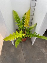Philodendron Crocodile 50cm↑ Potmaat Ø21cm Zeldzame Kamerplant