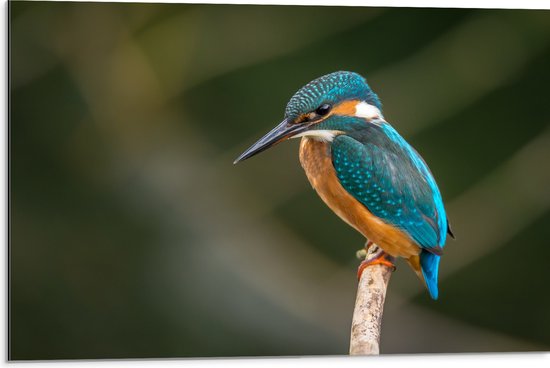 WallClassics - Dibond - Martin-pêcheur sur Branche - Photo 75x50 cm sur Aluminium (Avec Système d'accrochage)