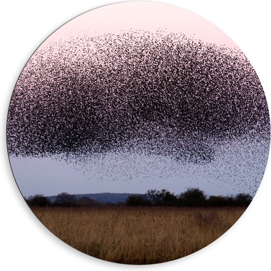 WallClassics - Dibond Muurcirkel - Grote Zwerm Vogels in de Lucht - 80x80 cm Foto op Aluminium Muurcirkel (met ophangsysteem)