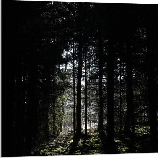 WallClassics - Dibond - Silhouet van Bomen in Bos - 80x80 cm Foto op Aluminium (Wanddecoratie van metaal)