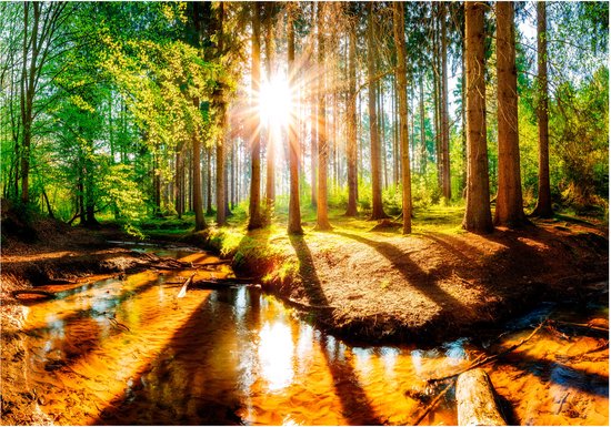 Rayons de soleil traversant une forêt, avec un ruisseau au premier plan.