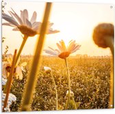 WallClassics - Tuinposter – Madeliefjes in Bloemenveld met Zonlicht - 100x100 cm Foto op Tuinposter  (wanddecoratie voor buiten en binnen)
