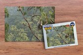 Puzzel Koala in de boom in het bos in Australië - Legpuzzel - Puzzel 1000 stukjes volwassenen