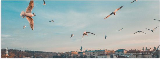 WallClassics - Poster Glanzend – Vliegende Vogels Boven een Rivier in Praag - 60x20 cm Foto op Posterpapier met Glanzende Afwerking