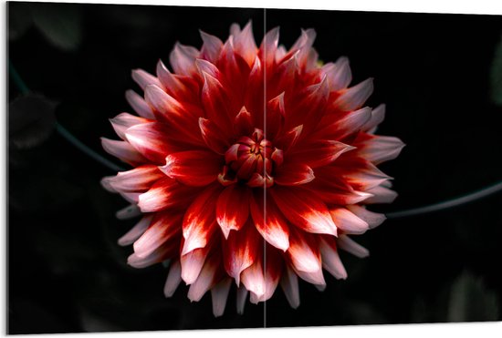 WallClassics - Acrylglas - Roze met Rode Bloem - 120x80 cm Foto op Acrylglas (Met Ophangsysteem)