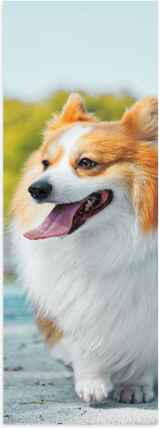 WallClassics - Poster Glanzend – Vrolijke Welsh Corgi Hond op Straat - 20x60 cm Foto op Posterpapier met Glanzende Afwerking