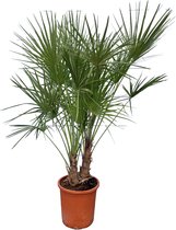 Sunny Tree - Palmboom - Chamaerops Humilis - Winterharde dwergpalm - 120 cm - kamerplant