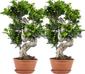 2x Ficus microcarpa 'Ginseng' S-vorm – Bonsai – Kamerplant – ⌀22 cm - 60-70 cm