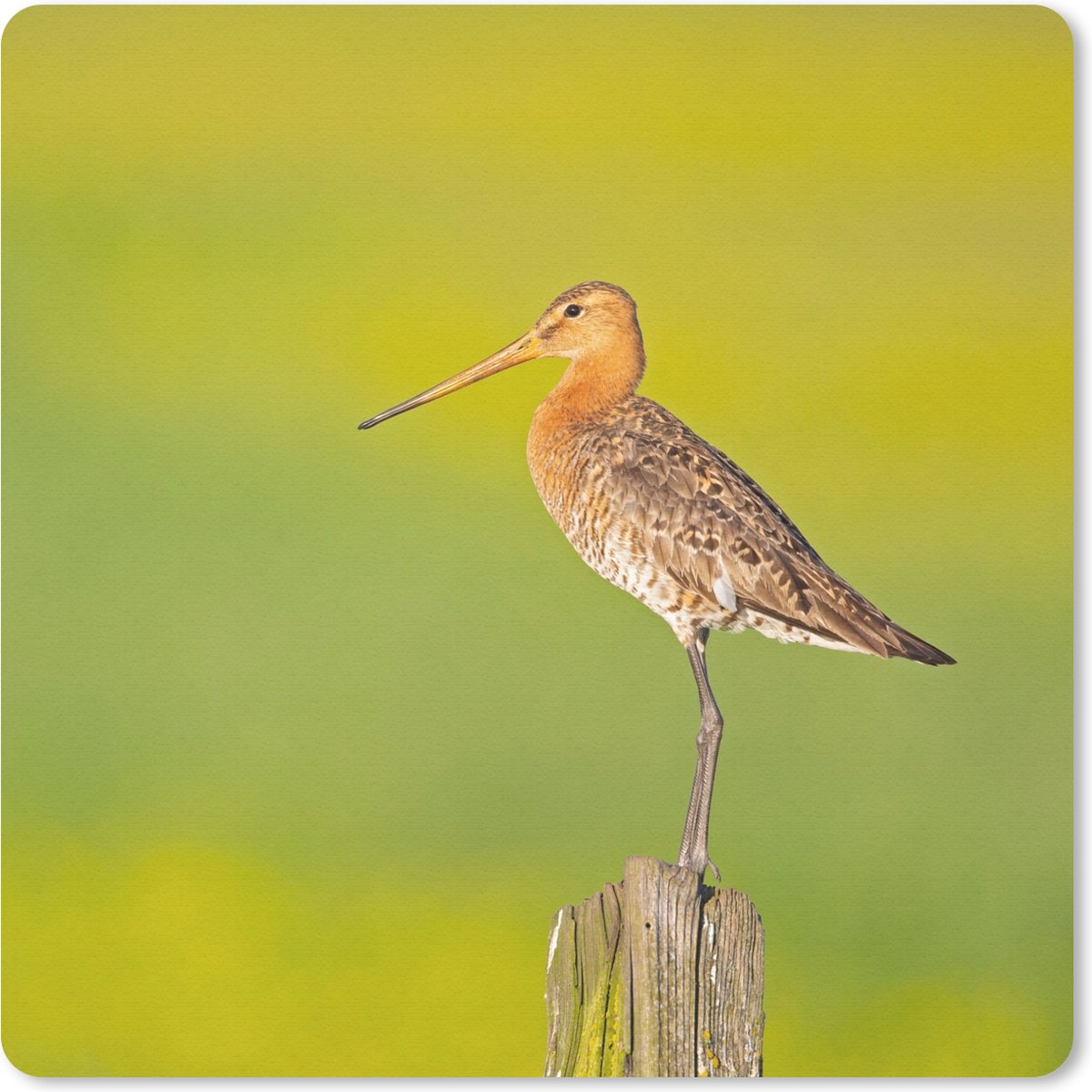 Muismat 30x30 cm - Mousepad Vogel - Dieren - Grutto - Paal - Groen - Muismatten
