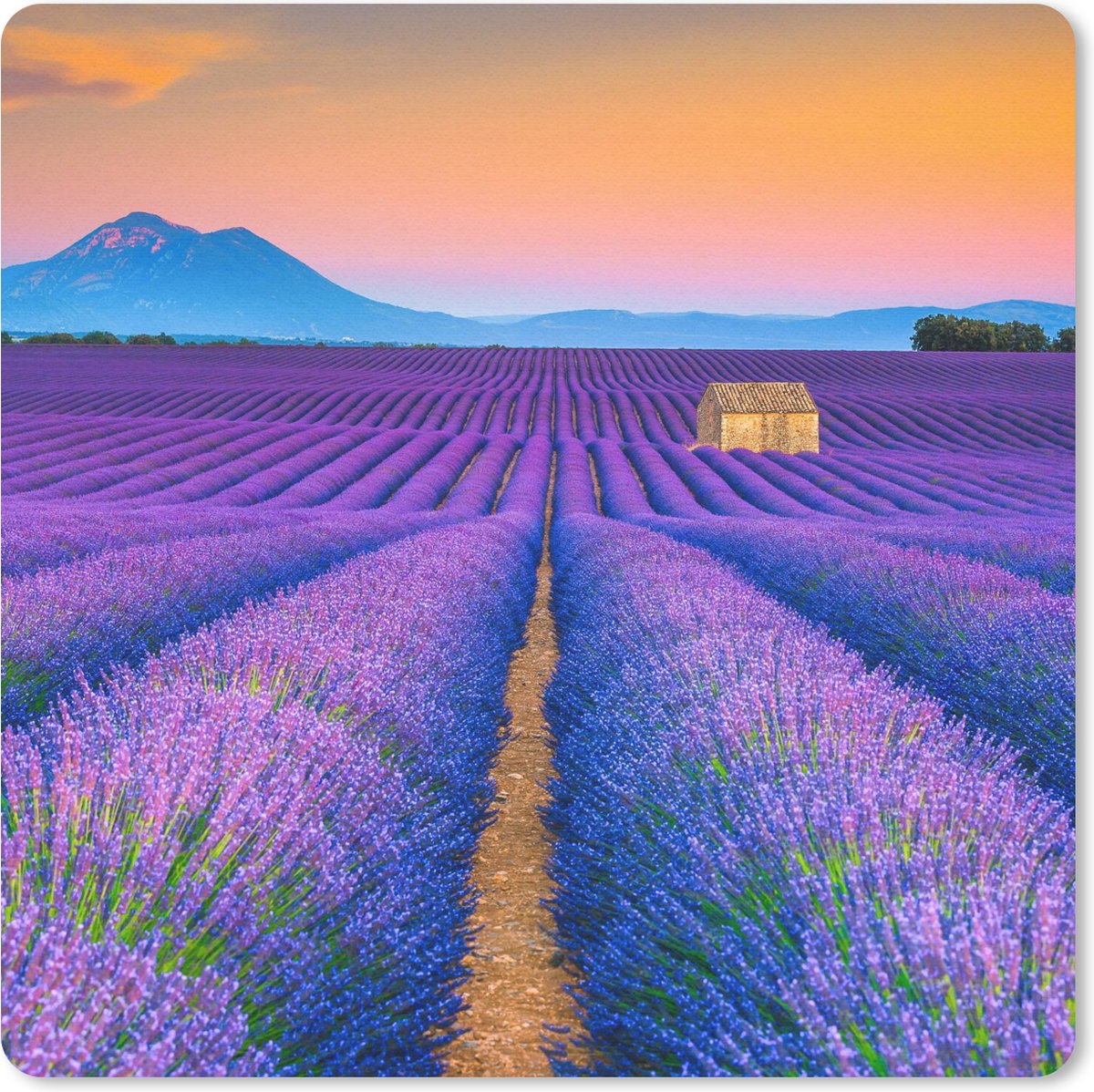 Muismat 20x20 cm - Mousepad Lavendel - Paars - Bloemen - Muismatten
