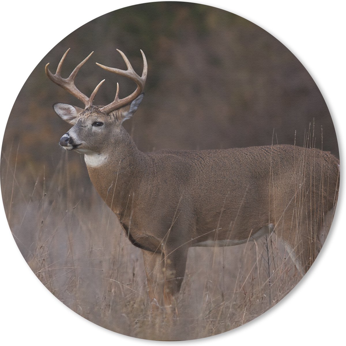 Muismat rond 30x30 cm - Mousepad Herfst - Hert - Gras - Natuur - Dieren - Ronde muismatten