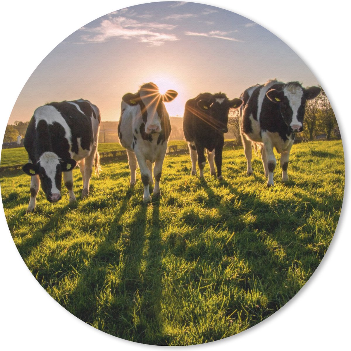 Muismat rond 40x40 cm - Mousepad Koeien - Zon - Gras - Dieren - Boerderij - Ronde muismatten