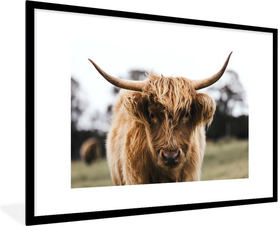 Highlander écossais de près cadre photo noir avec passe-partout blanc 80x120