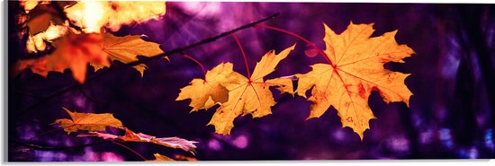 WallClassics - Acrylglas - Oranje Herfstbladeren met Paarse Achtergrond - 60x20 cm Foto op Acrylglas (Met Ophangsysteem)