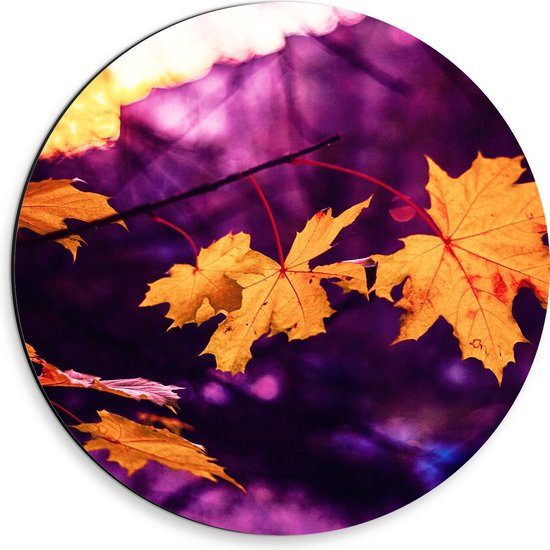 WallClassics - Dibond Muurcirkel - Oranje Herfstbladeren met Paarse Achtergrond - 30x30 cm Foto op Aluminium Muurcirkel (met ophangsysteem)