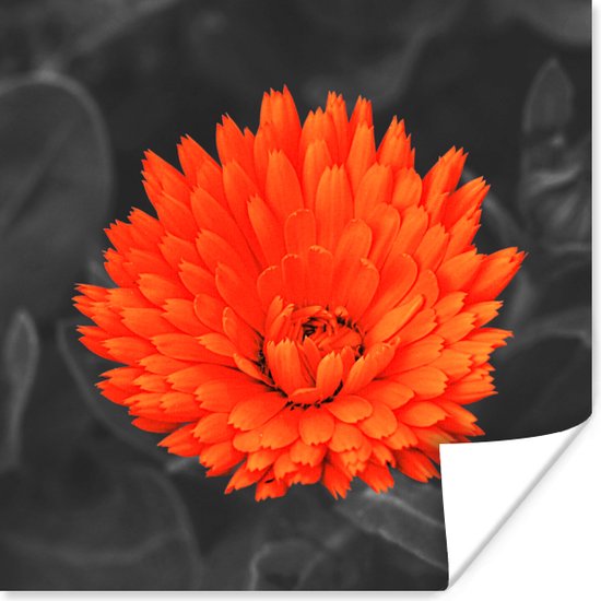 Poster Bloemen - Oranje - Zwart - Wit - 50x50 cm