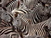 Fotobehang - Kudde zebra's.