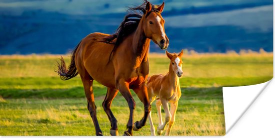 Poster enfants - Décoration murale filles - Paarden - Herbe - Animaux - Paysage - Nature - Poster cheval - 150x75 cm - Décoration chambre enfant