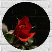 WallClassics - Muursticker Cirkel - Close-Up Rode Roos met Groene Bladeren - 50x50 cm Foto op Muursticker