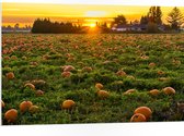 WallClassics - Plaque de Mousse PVC - Soleil Couchant au Champ de Citrouilles - 105x70 cm Photo sur Plaque de Mousse PVC (Avec Système d'accrochage)
