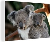 Canvas Schilderij Koala's - Vader - Kind - Kinderen - Jongens - Meisjes - 90x60 cm - Wanddecoratie