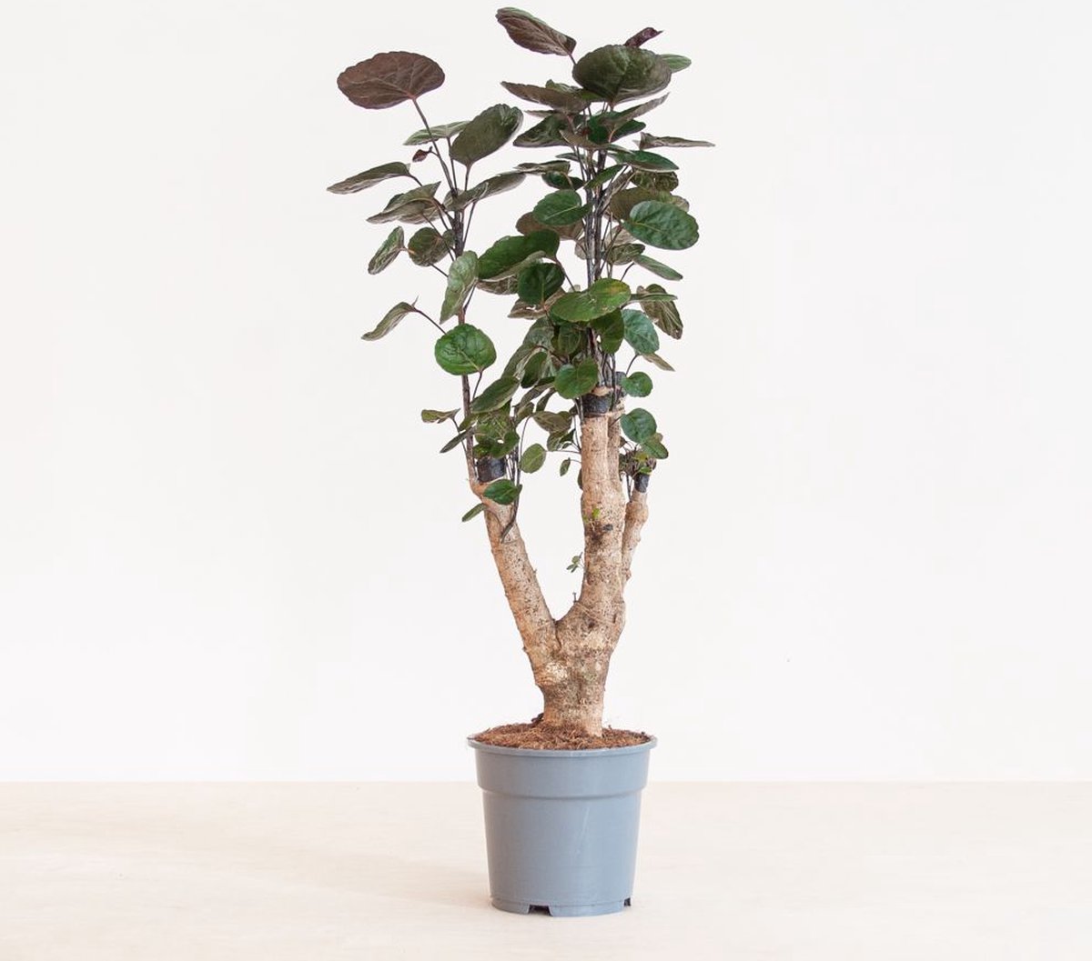 Aralia (polyscias) fabian en Traces
