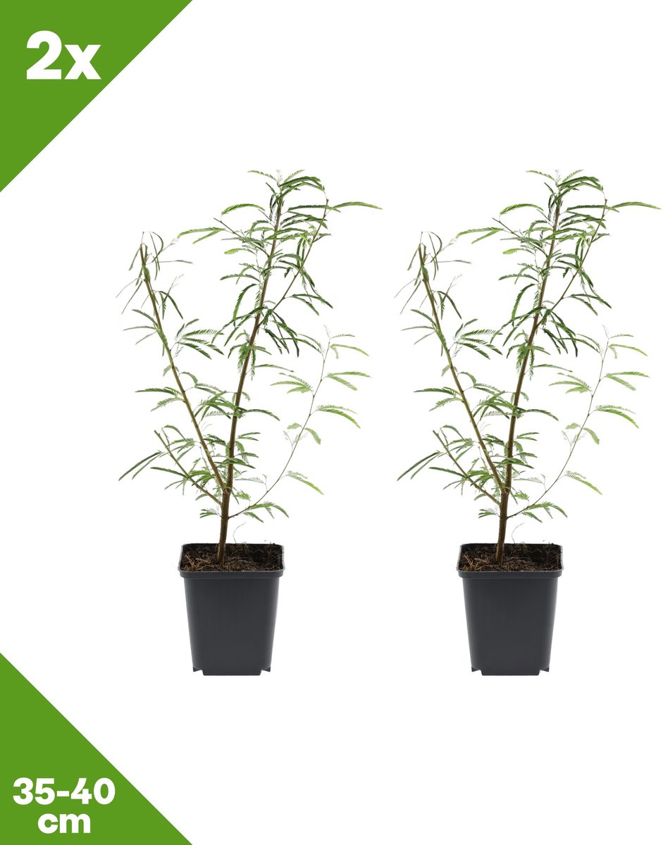 GARDENZO - 2x Calliandra surinamensis 'Dixie Pink' (Surinaamse poederkwast), P9, 35-40 cm