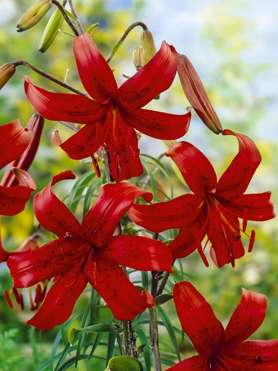 5x Lelie 'Red velvet' - BULBi® Bloembollen met bloeigarantie