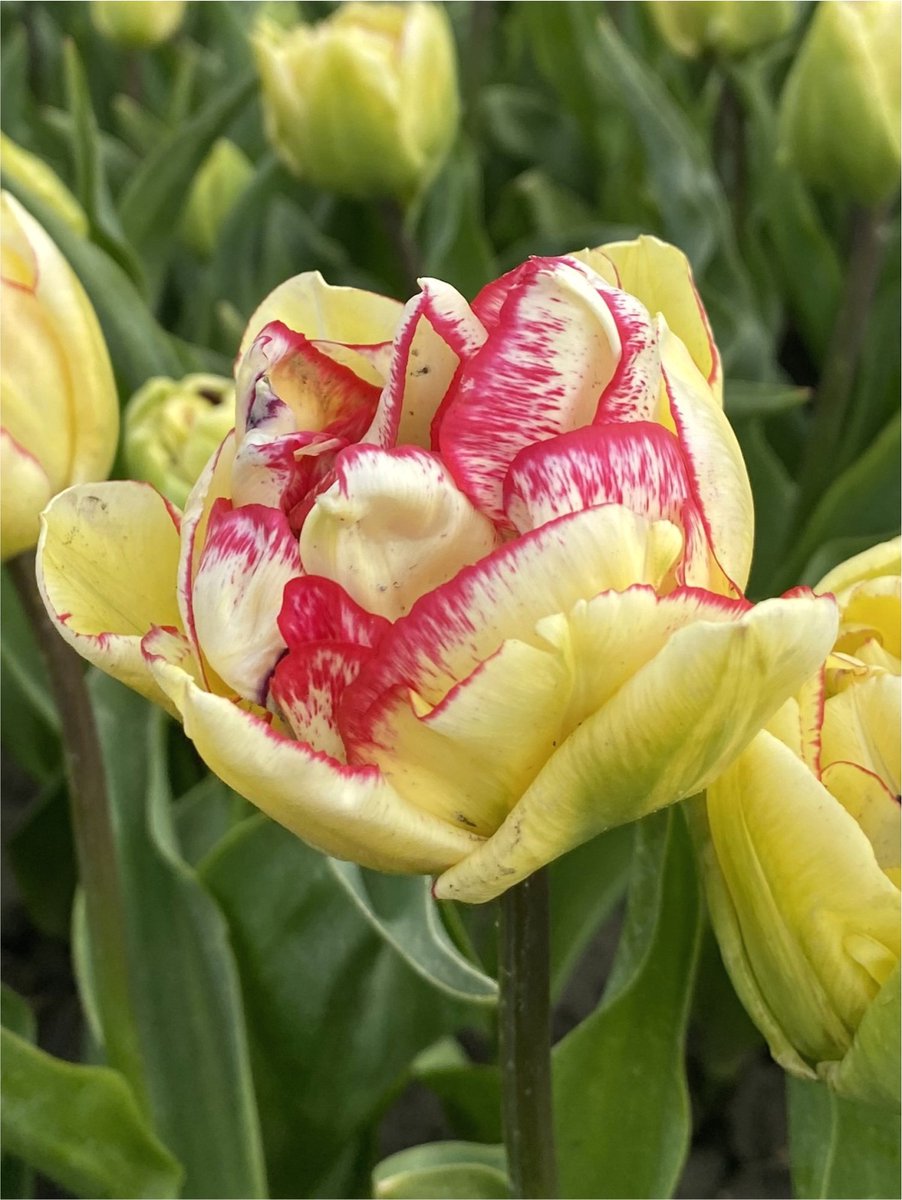 10x Tulpen 'Wild desire' - BULBi® Bloembollen met bloeigarantie