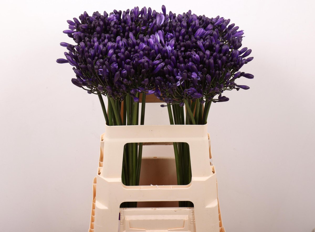 10x Agapanthus everpanthus poppin' star 60cm