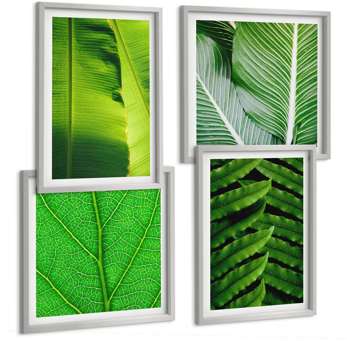 Coloray 4-Delige Schilderij Set - Close-Ups Van Tropische Bladeren - 40 x 40 cm En 40 x 60 cm - Muurdecoratie - Wanddecoratie - Slaapkamer