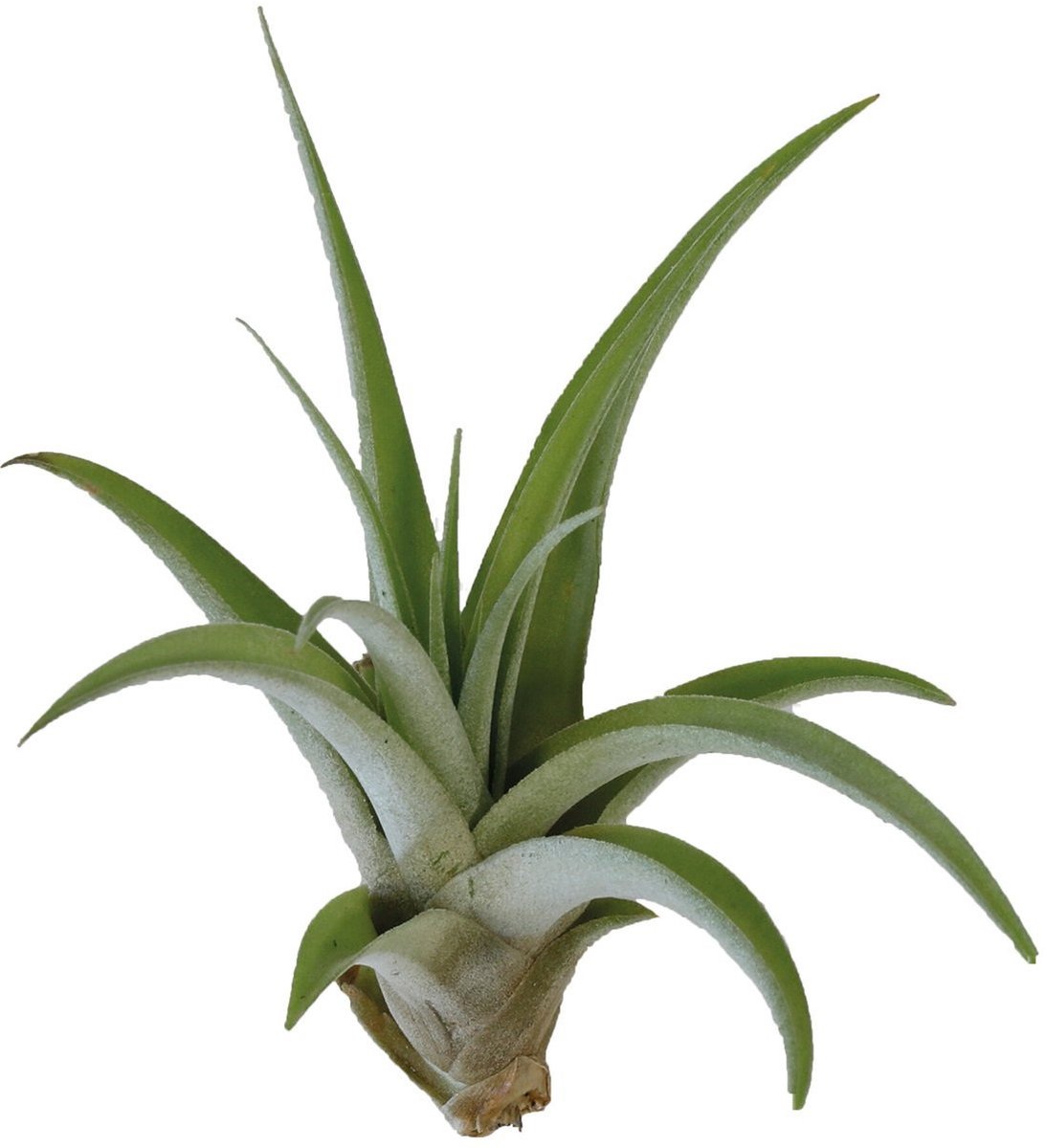 Aquafleur Tillandsia Capitata Peach
