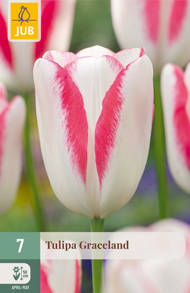 Tulipa Graceland bloembol JUB 7 stuks