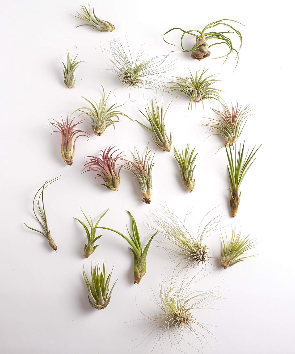 Shop Succulents | Diverse collectie voor woondecoratie, doe-het-zelf terraria verscheidenheid aan soorten, tropische kamerplant, 30-pack, mix