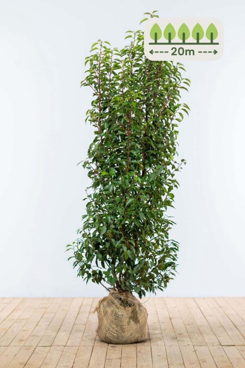 Portugese laurier 150-175 cm voor 20 meter - 40st. Prunus lusitanica 'Angustifolia'