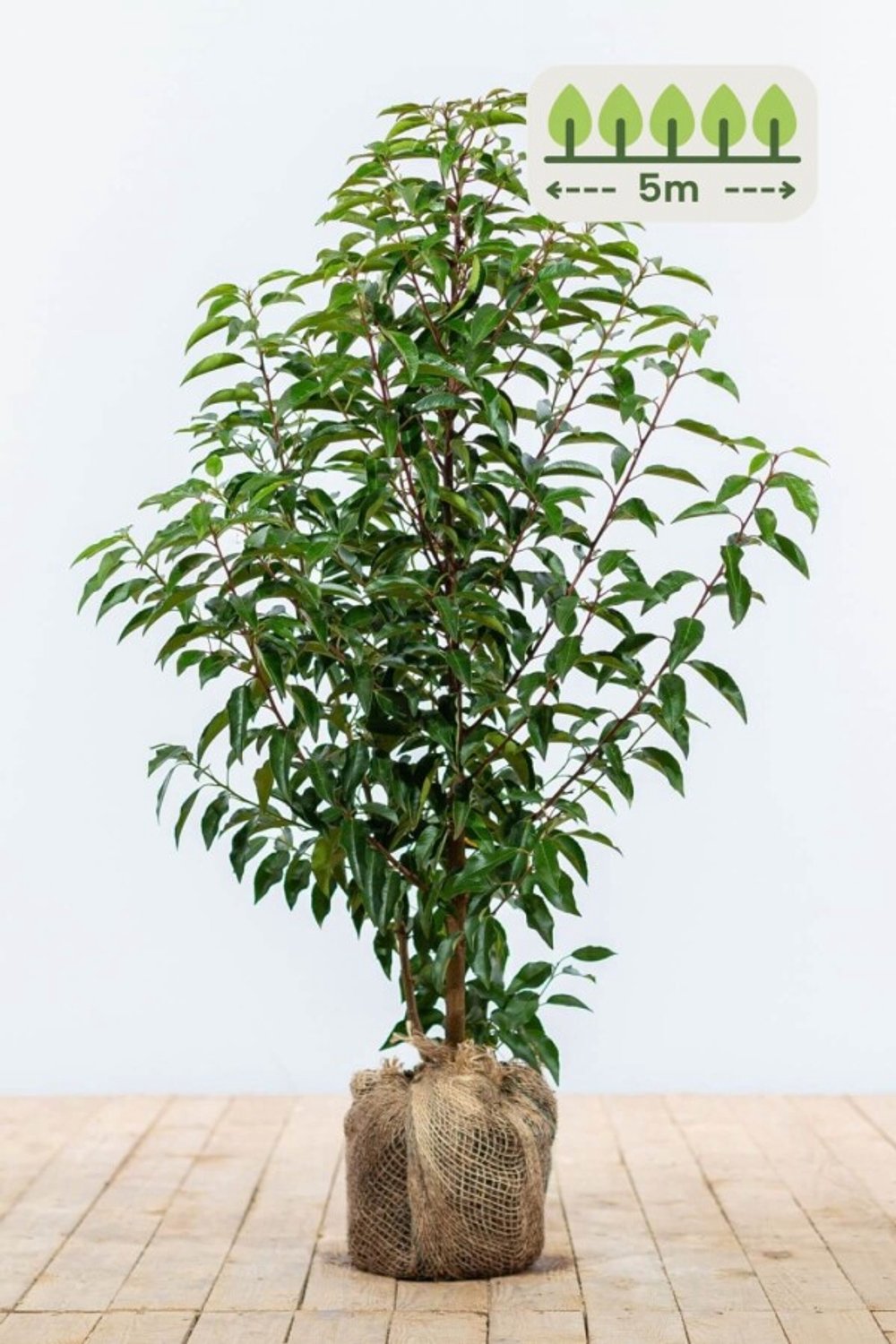 Portugese laurier 60-80 cm voor 5 meter - 15st. Prunus lusitanica 'Angustifolia'