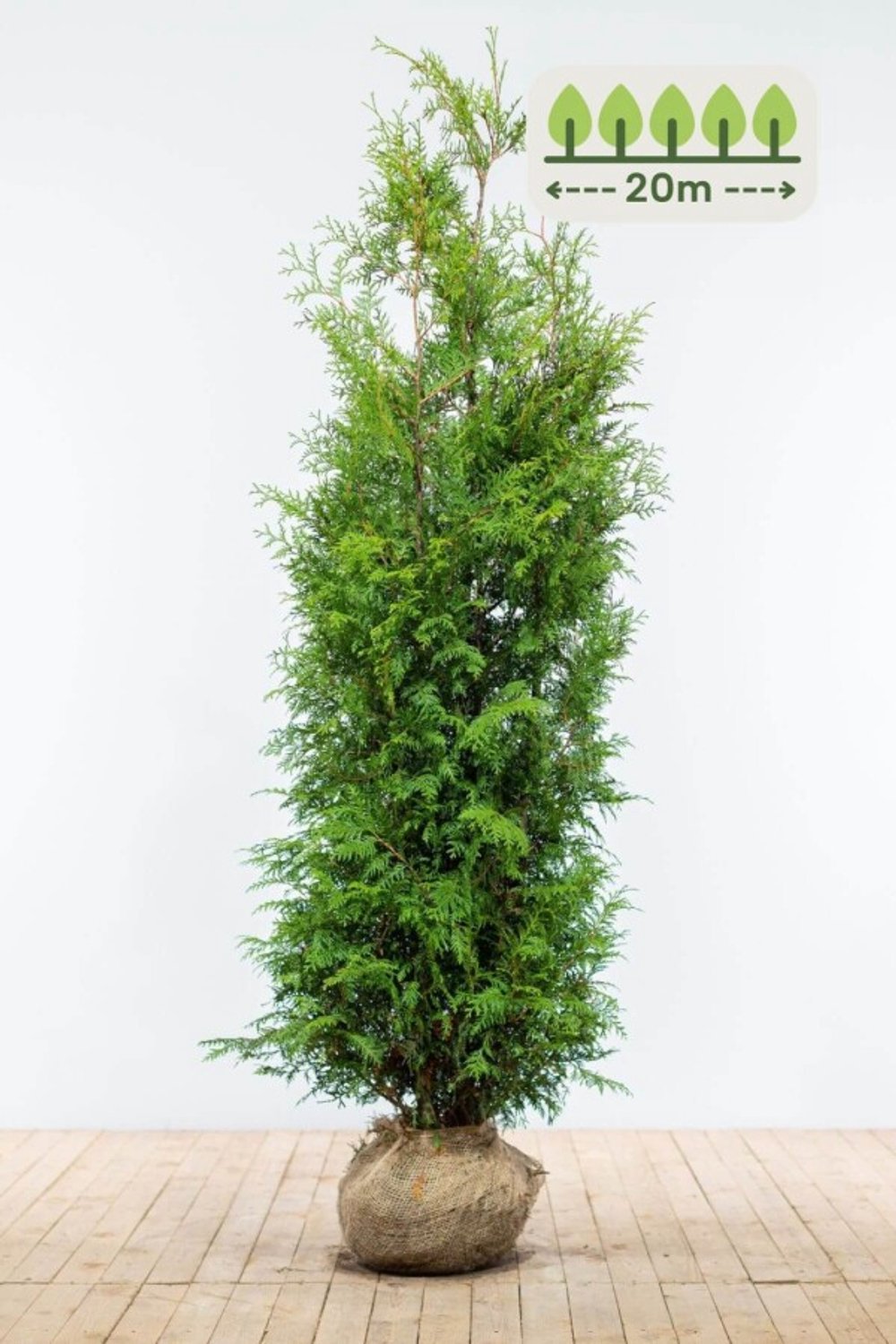 Thuja 'Brabant' 180-200 cm voor 20 meter - 40st. Thuja occidentalis 'Brabant'