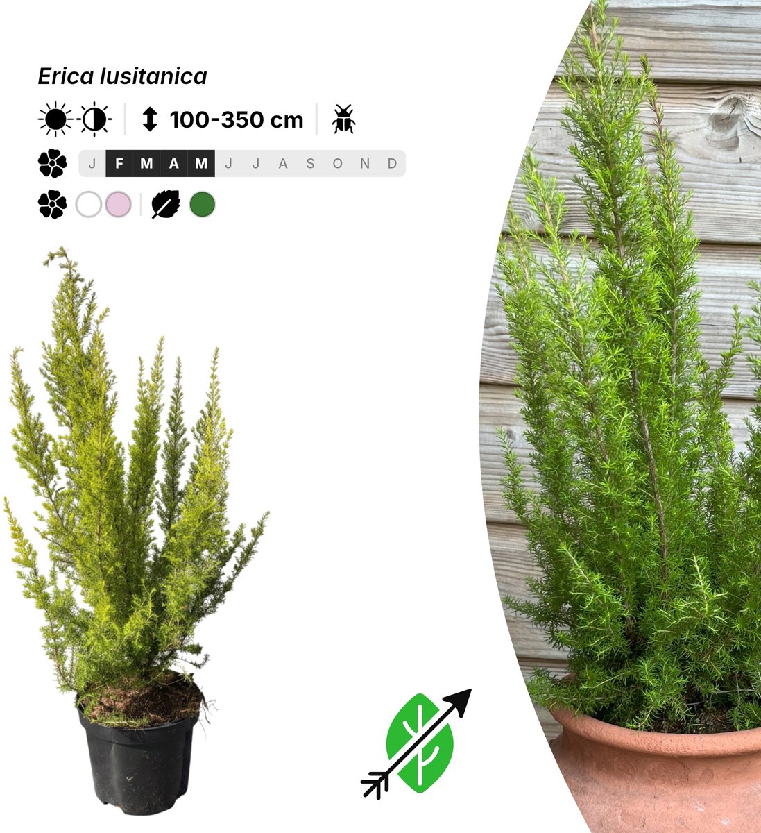 Singleplants - 6x Erica lusitanica - Pot C1.5 - winterhard tot -12°C