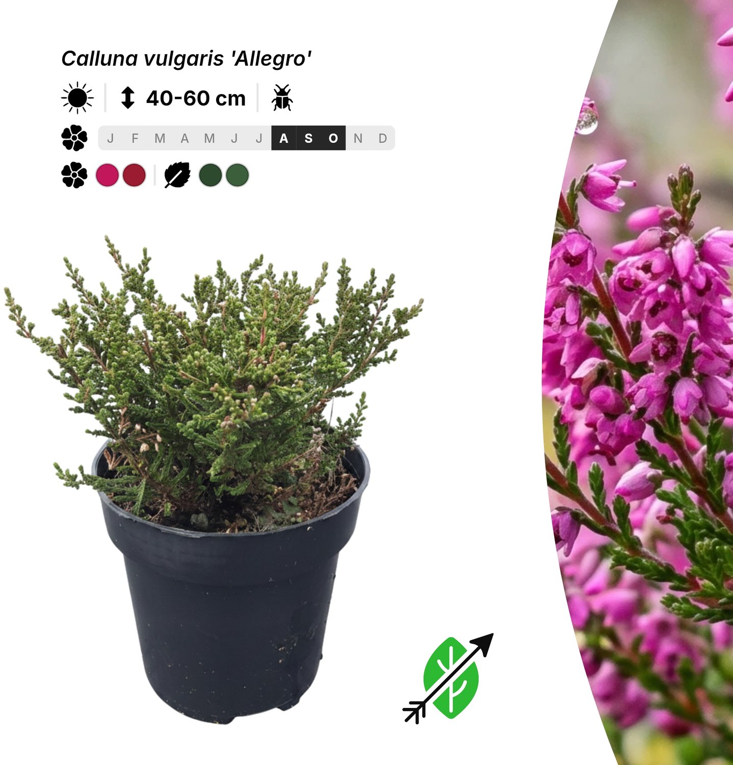 Singleplants - 6x Calluna vulgaris 'Allegro' - Pot P9,5 - bodembedekker - in bloeiperiode