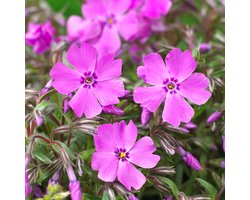 Kussenphlox (Phlox subulata) - Phlox Mac Daniels Cushion - Kruipende Vlambloem - Vaste planten - Bijen-Vlinders - Geurend - Bodembedekkers