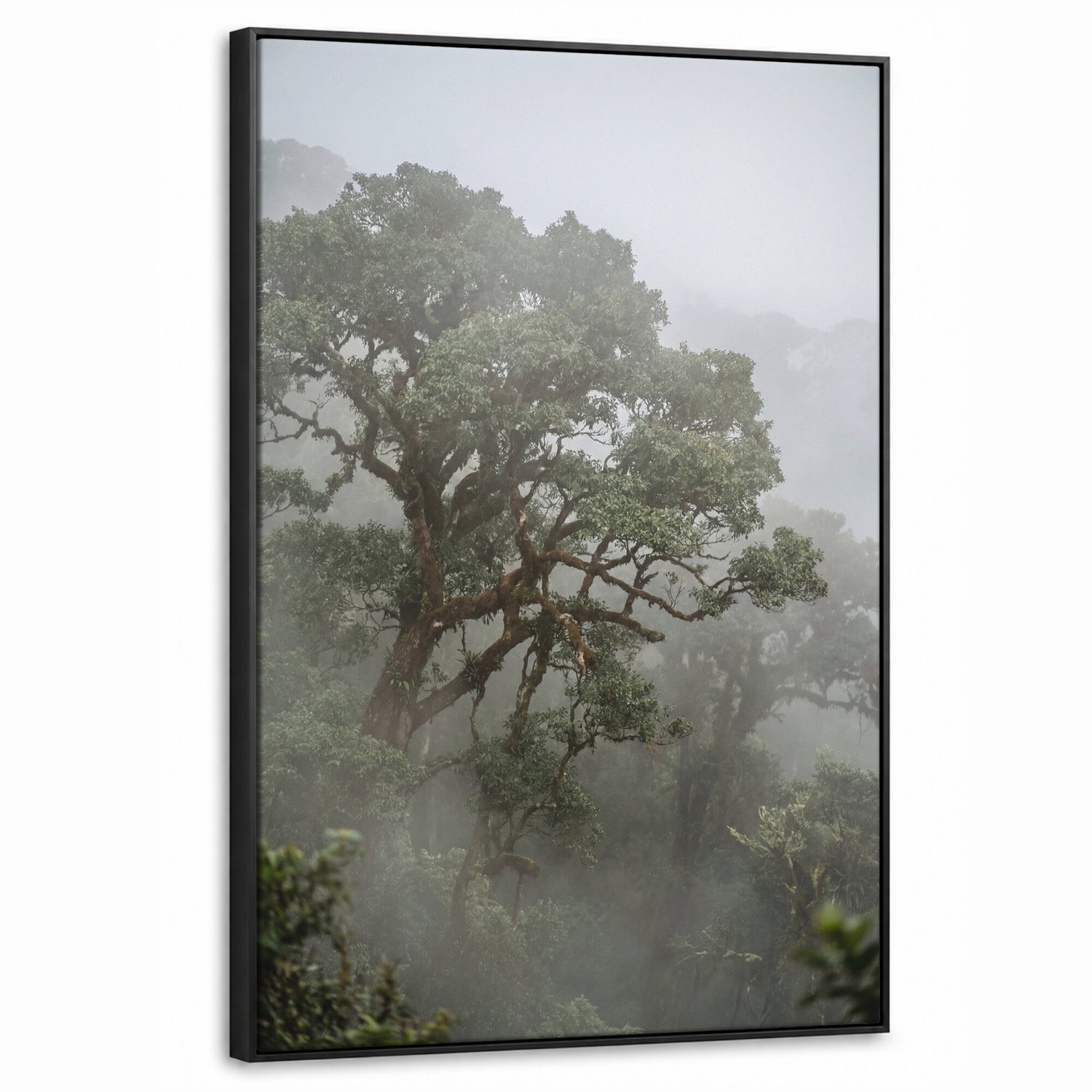 Canvas Schilderij met Baklijst - Boom - Mistig - Bos - Groen - Natuur