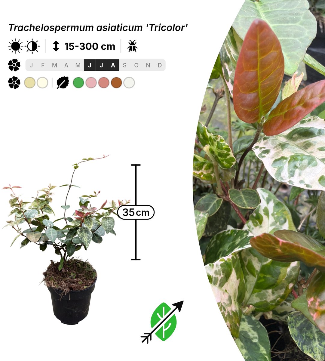 Singleplants - 6x Trachelospermum asiaticum 'Tricolor' - Pot P9,5 - klimplant - winterhard tot -15°C
