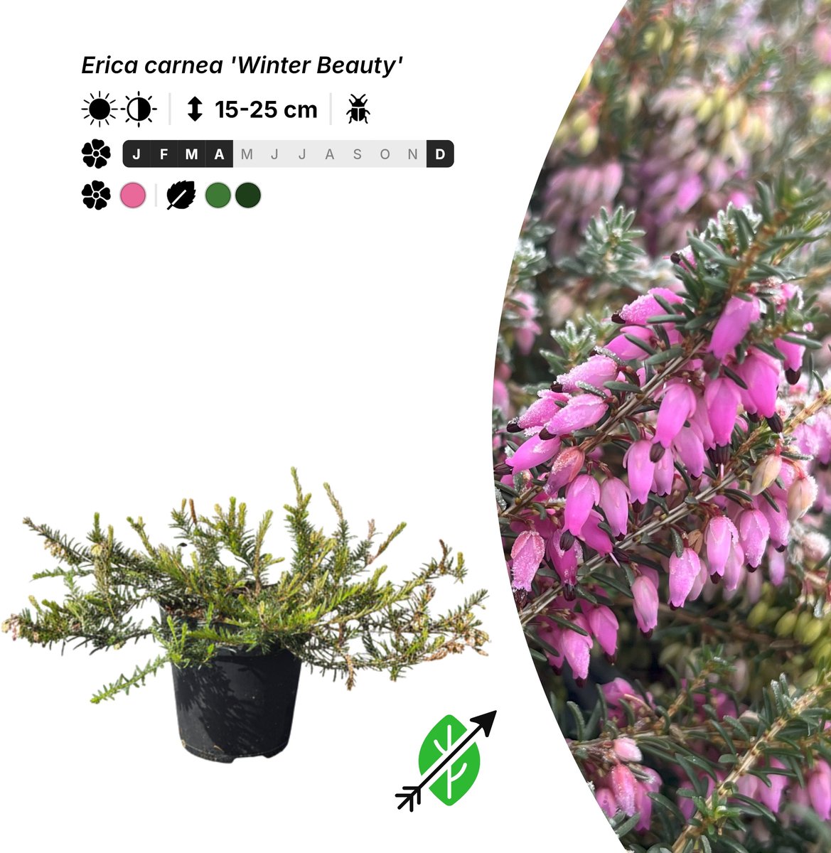 Singleplants - 20x Erica carnea 'Winter Beauty' - Pot P9,5 - bodembedekker - winterhard tot -30°C