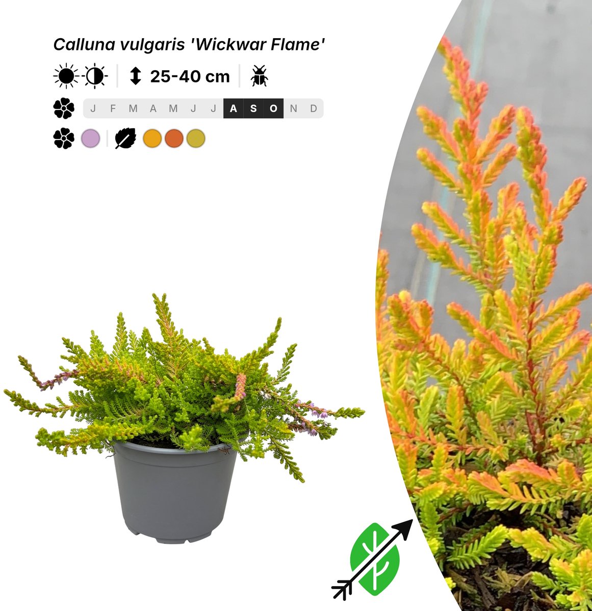 Singleplants - 6x Calluna vulgaris 'Wickwar Flame' - Pot P10,5 - bodembedekker - in bloeiperiode
