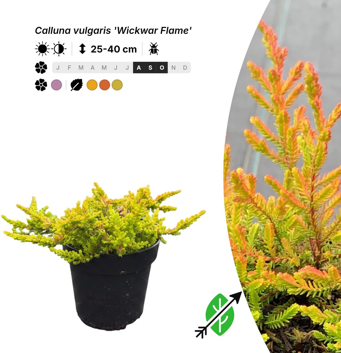 Singleplants - 10x Calluna vulgaris 'Wickwar Flame' - Pot P9,5 - bodembedekker - in bloeiperiode