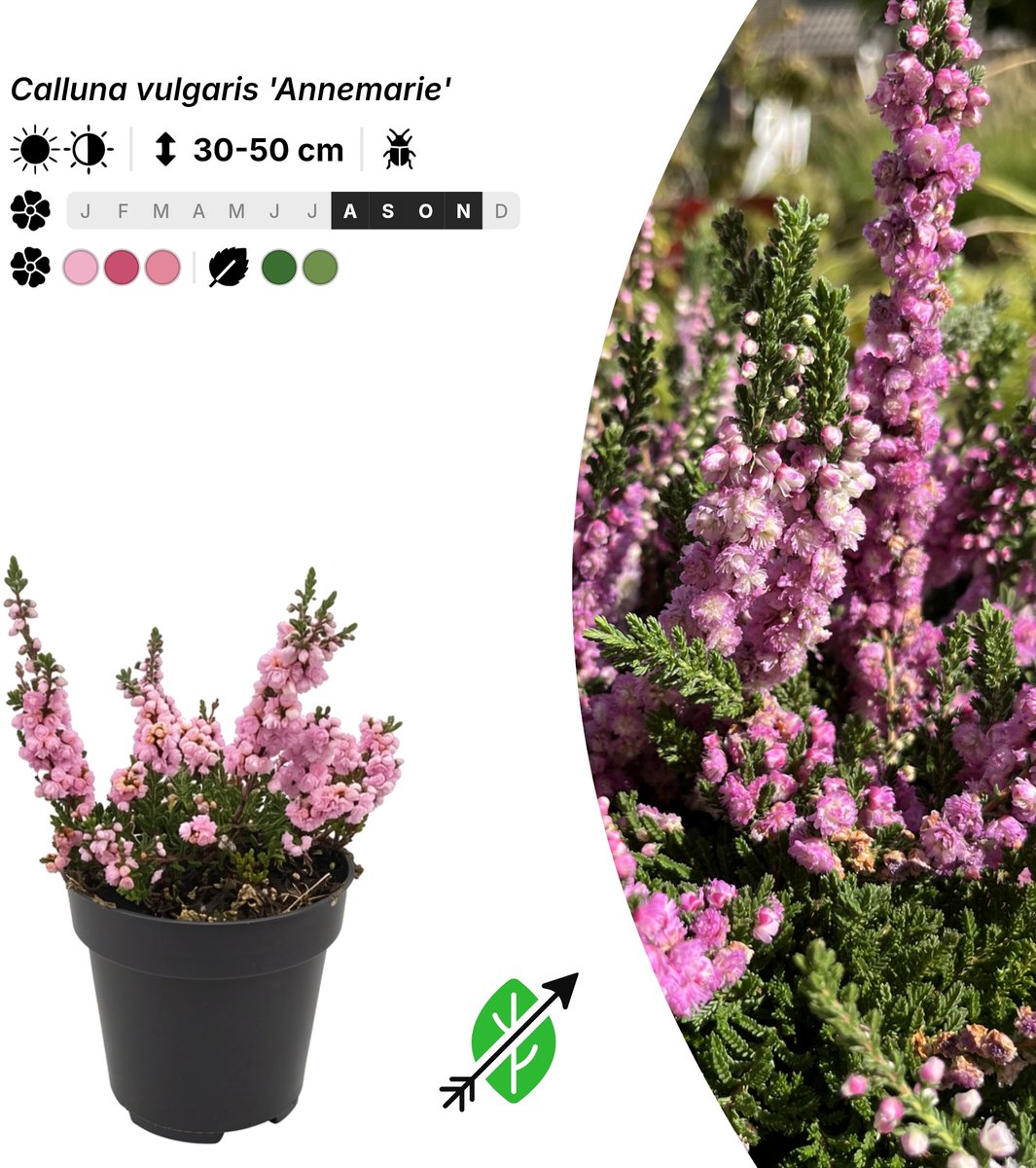 Singleplants - 10x Calluna vulgaris 'Annemarie' - Pot P9,5 - bodembedekker - in bloeiperiode